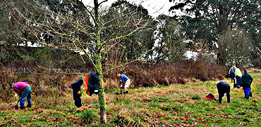 Tokoroa City Lions Centennial Project trees